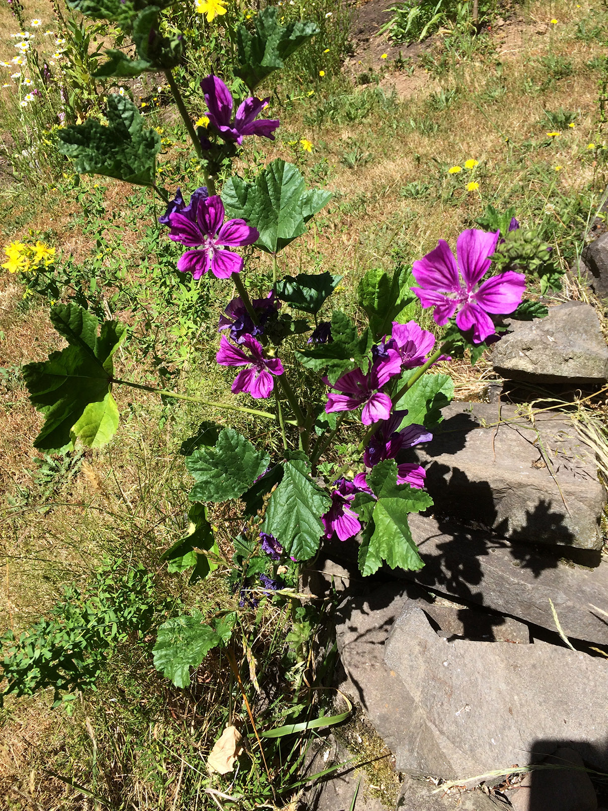 a volunteer mallow across the yard