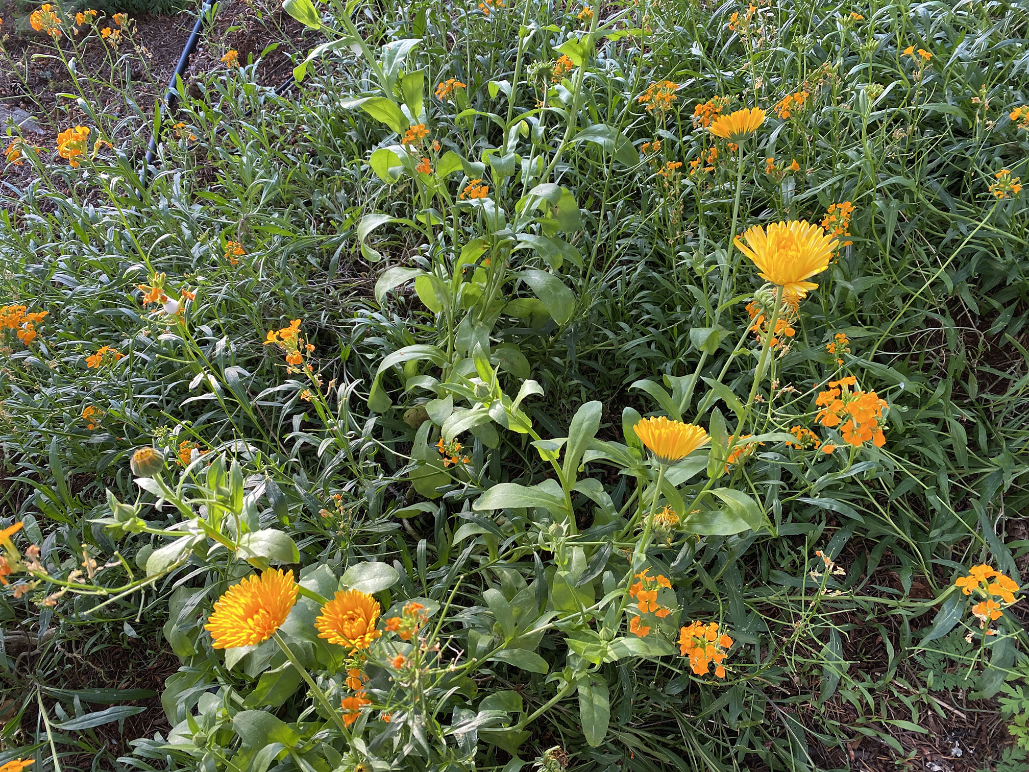 calendula
