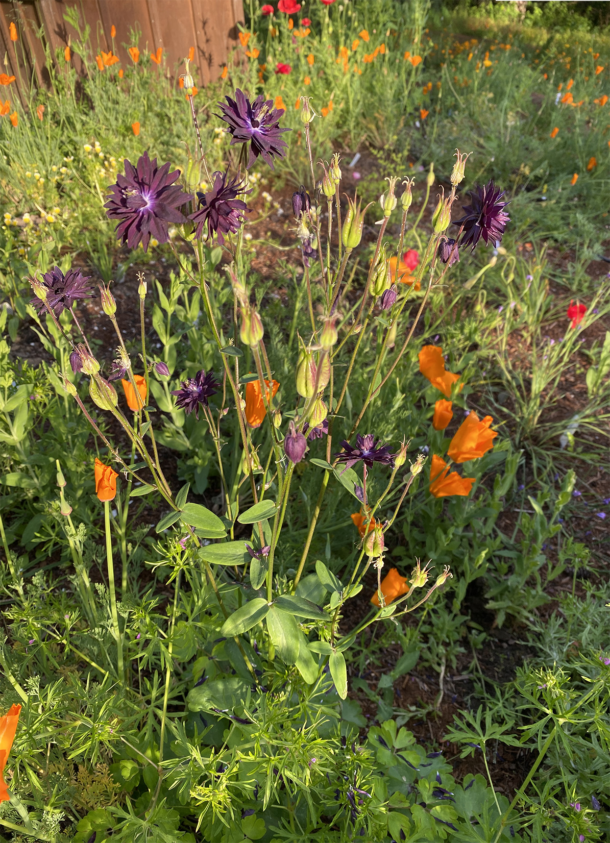 purple columbine with poppies