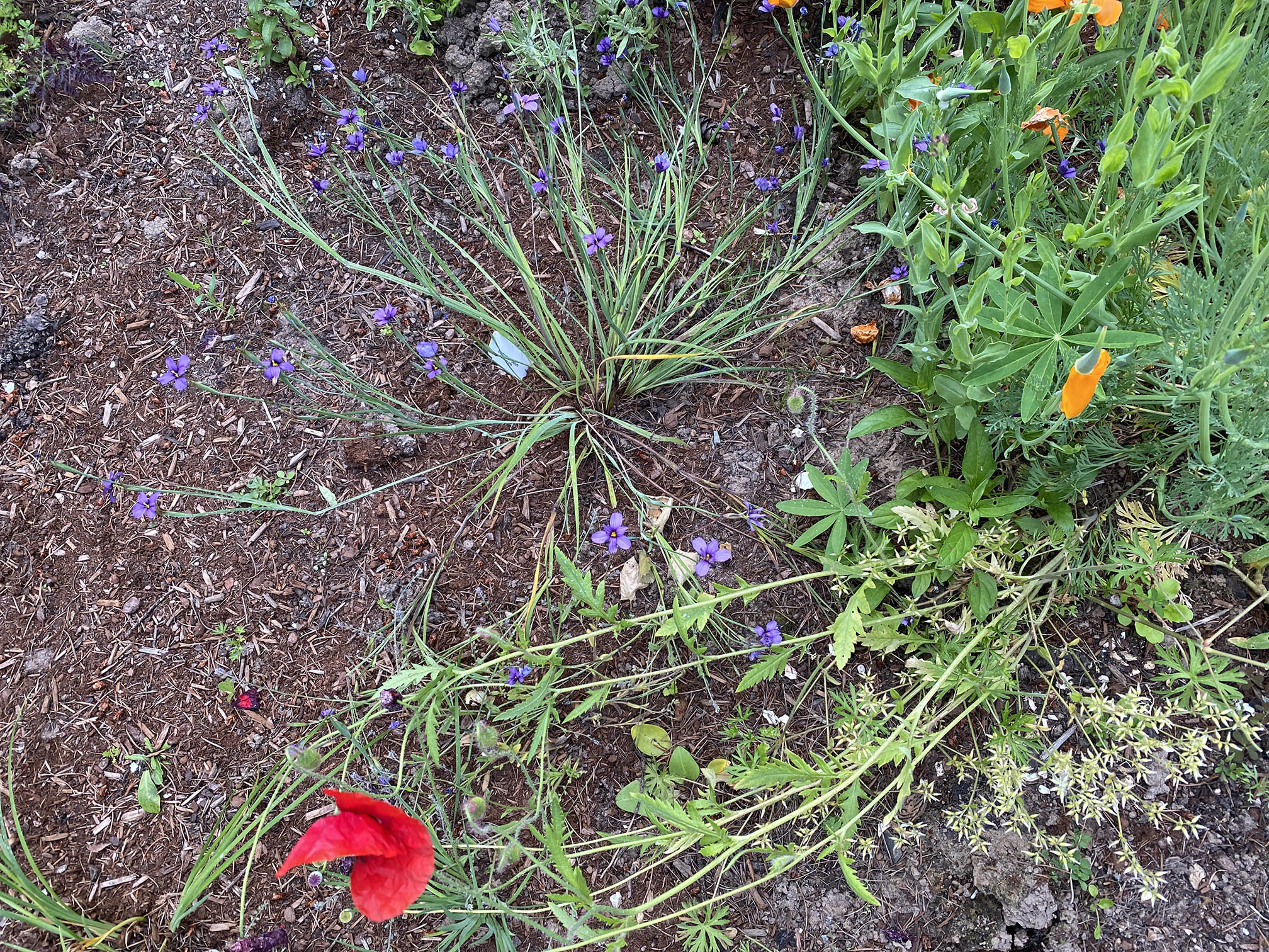 Idaho blue-eyed grass