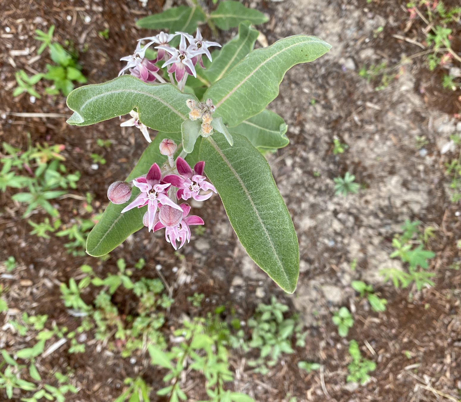 showy milkweed starts