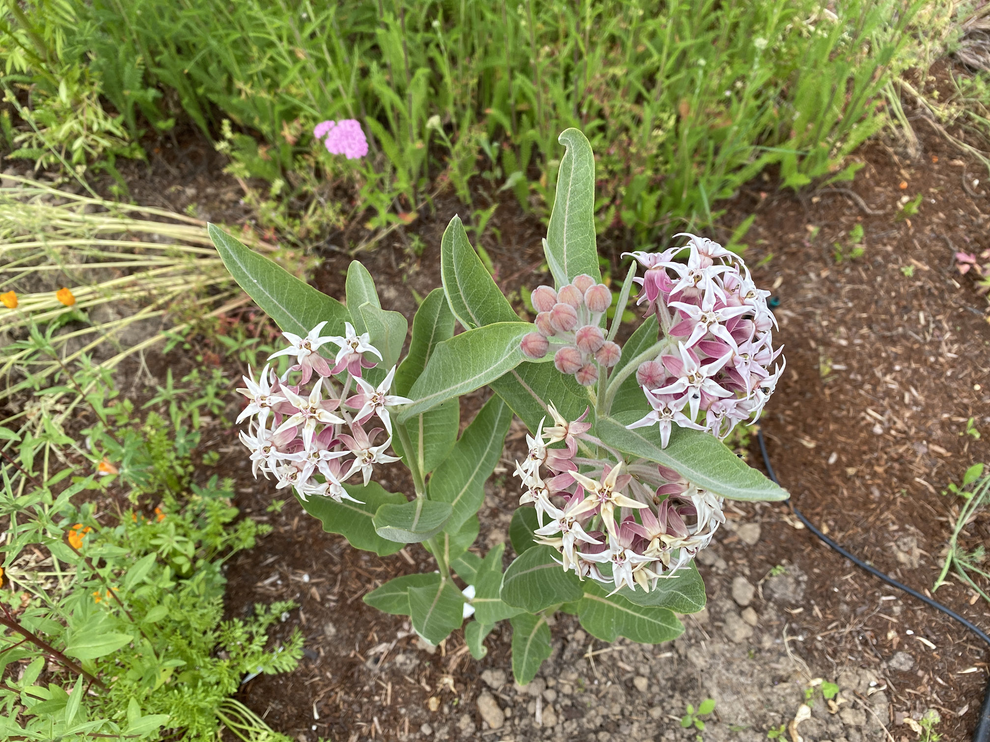 showy milkweed