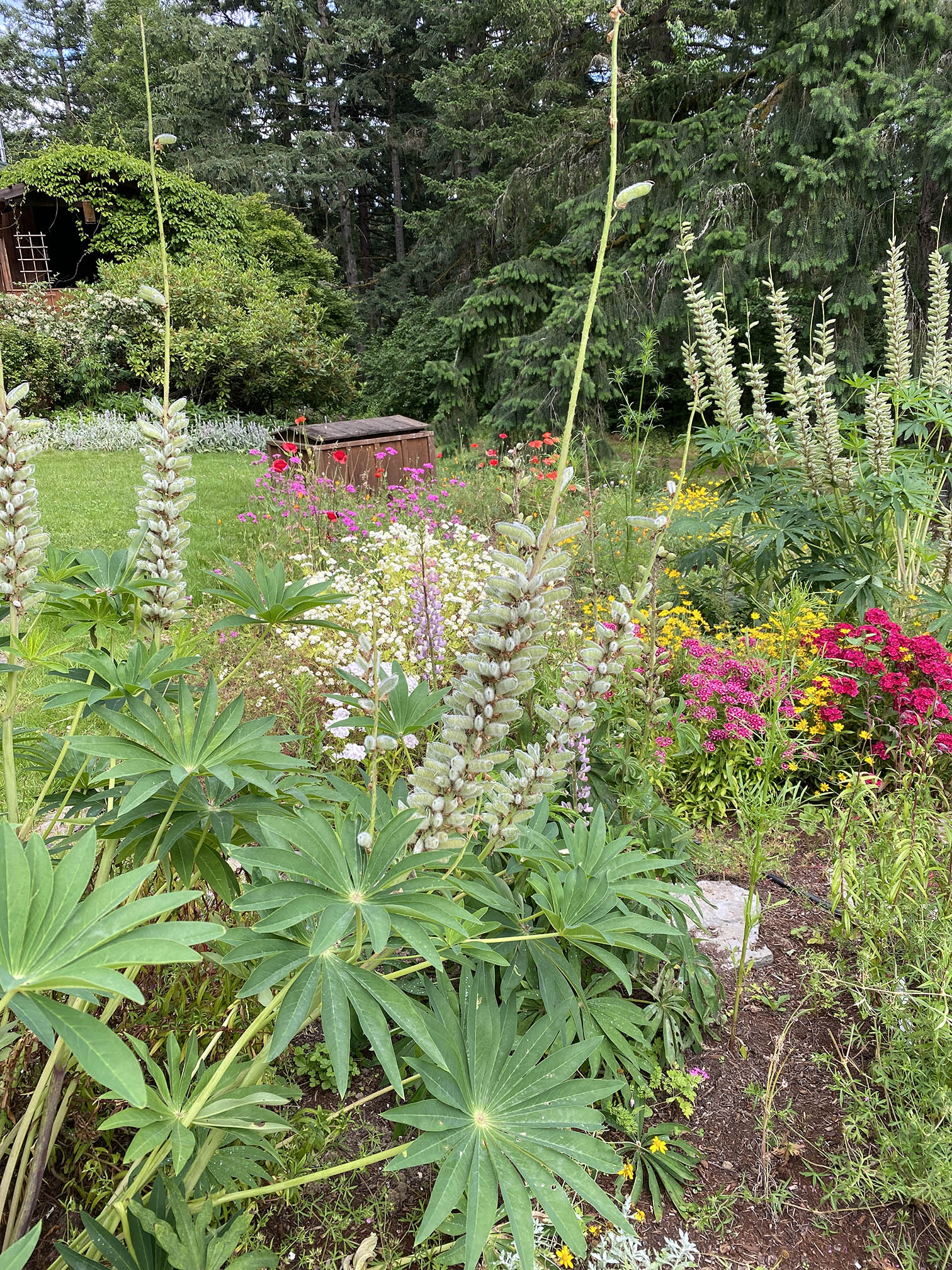 lupine forest