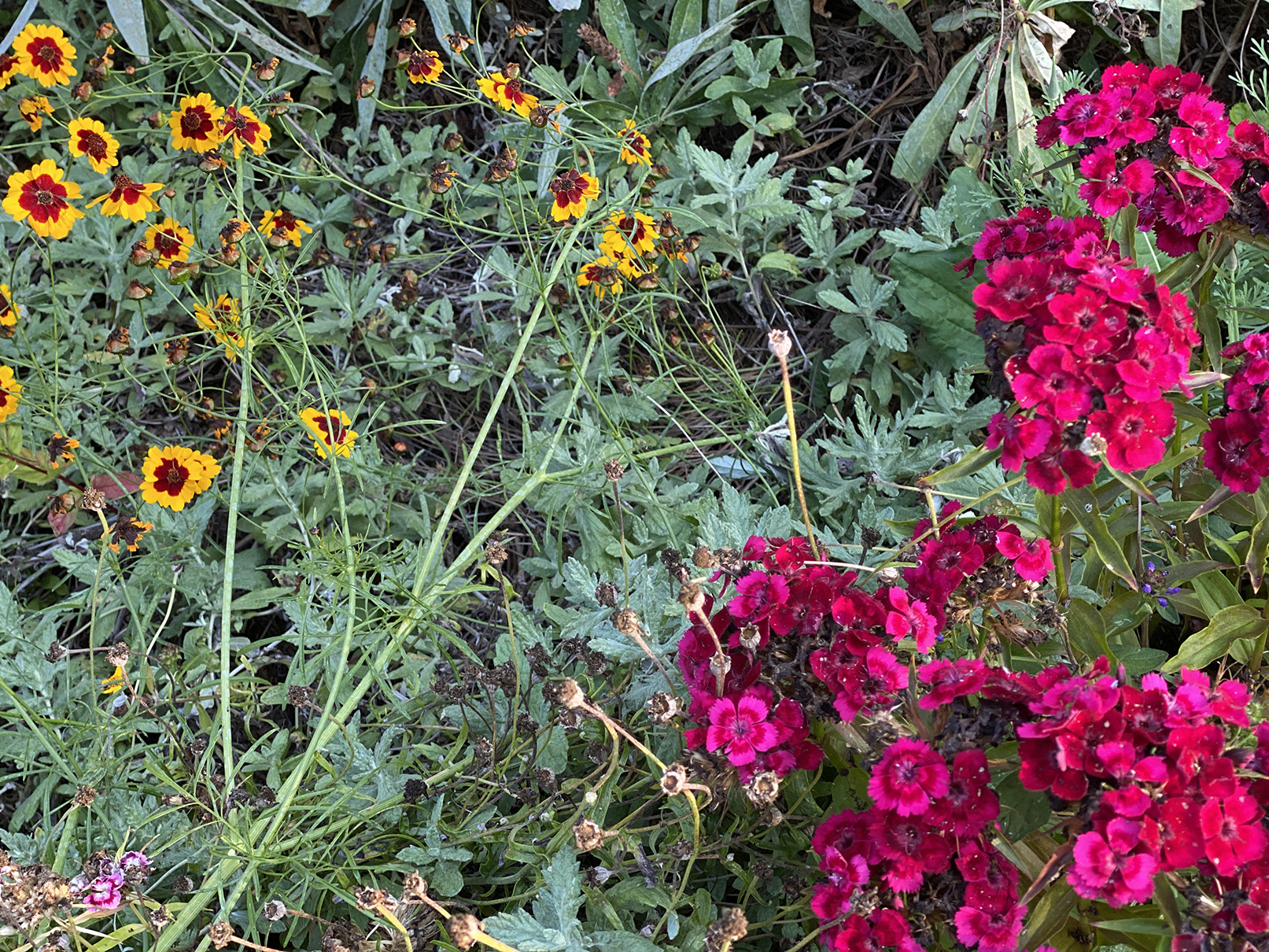coreopsis and dianthus