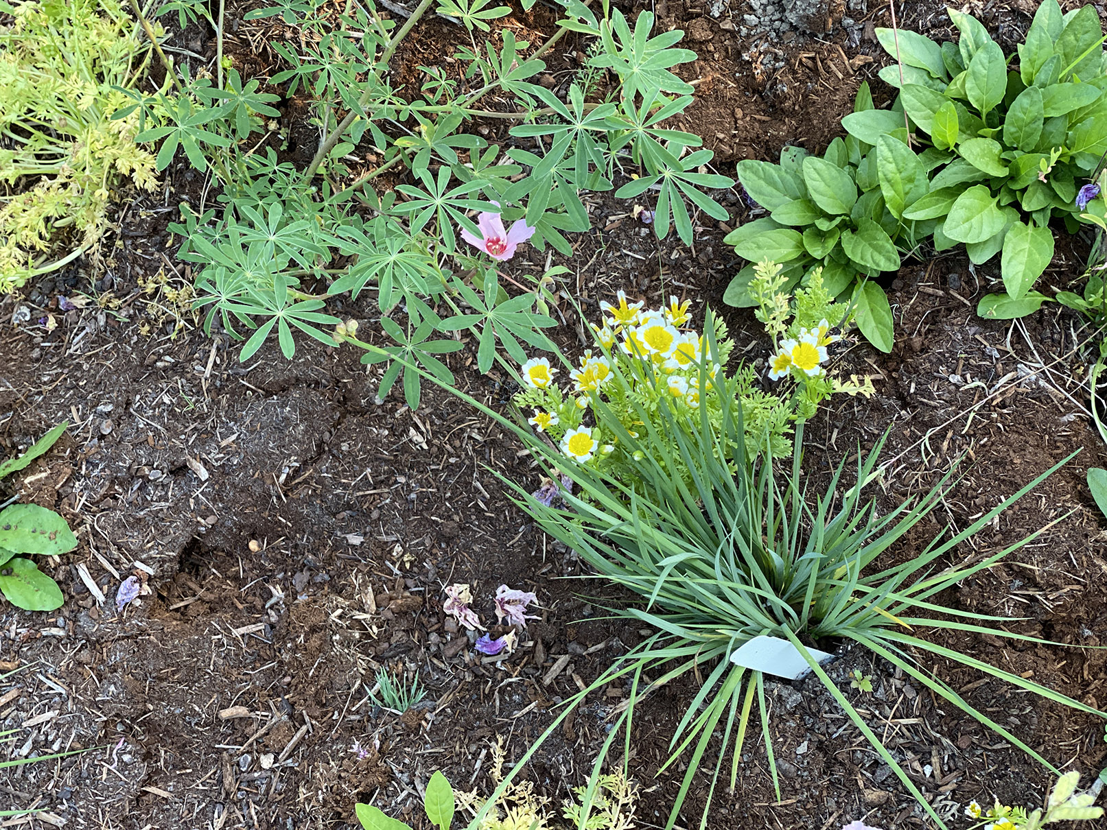 new growth in August