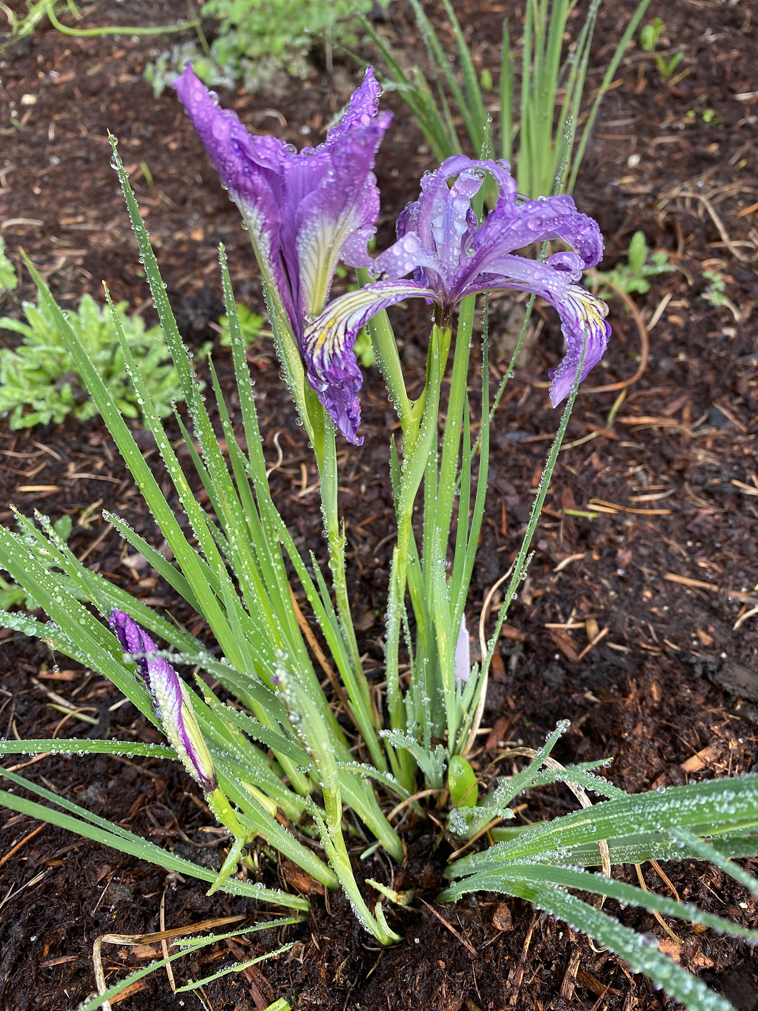 iris in the rain