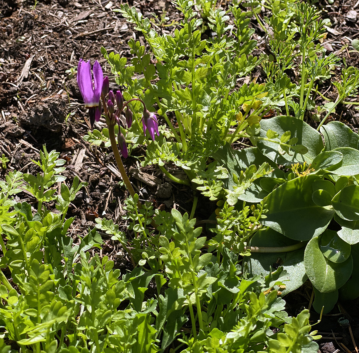 Henderson's shooting star