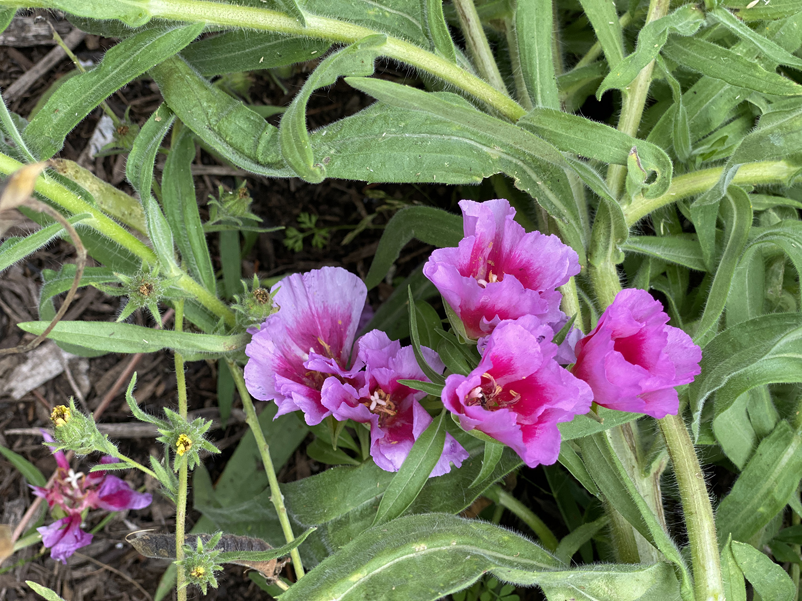 More mallow (because I love it)