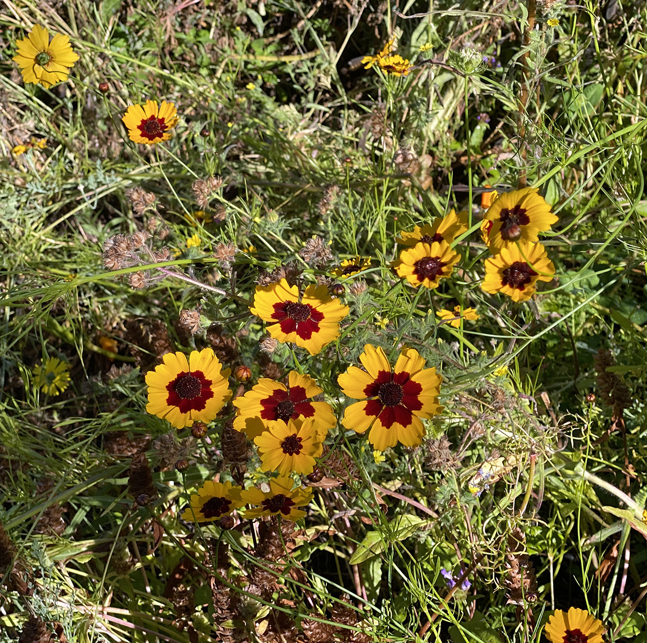 Unsure what this is but Roger wants these colors for his flag