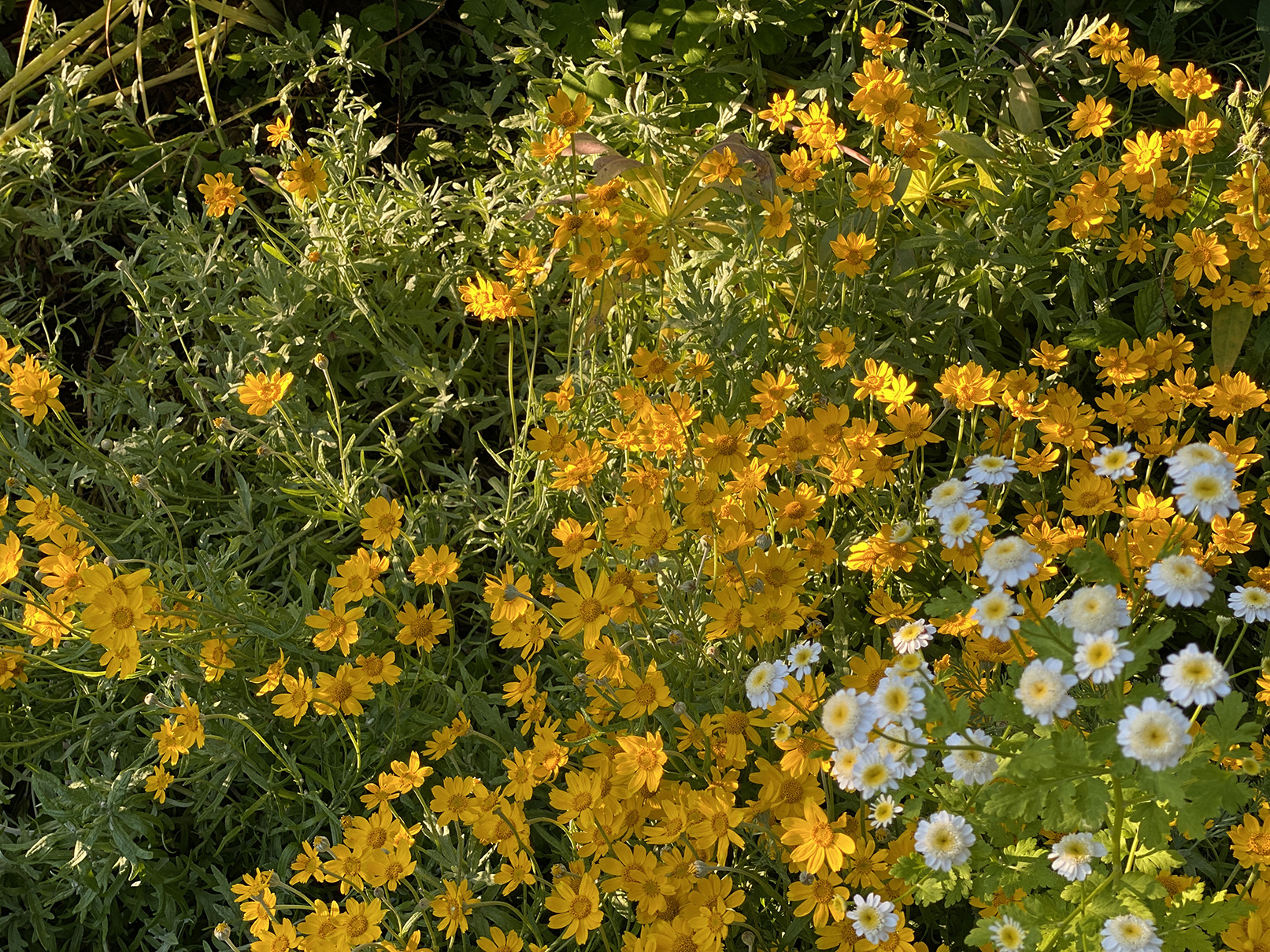 Oregon sunshine and these white buttony things