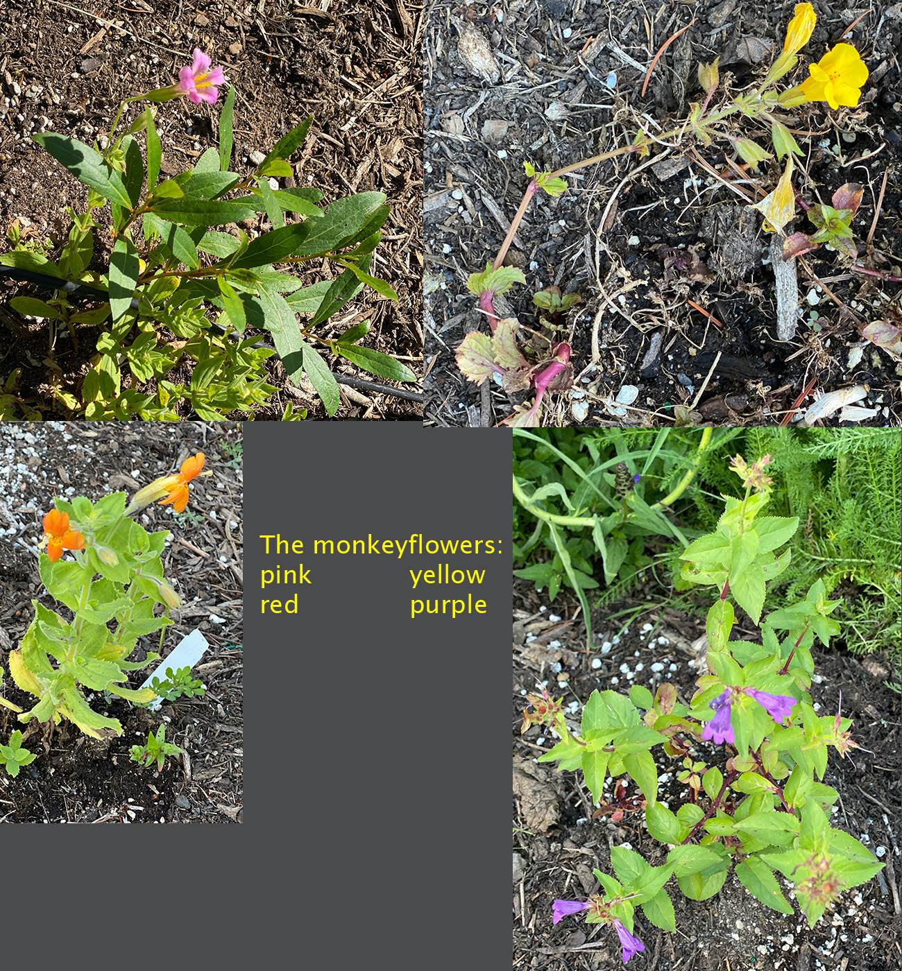 Monkeyflowers, planted this year in the new part
