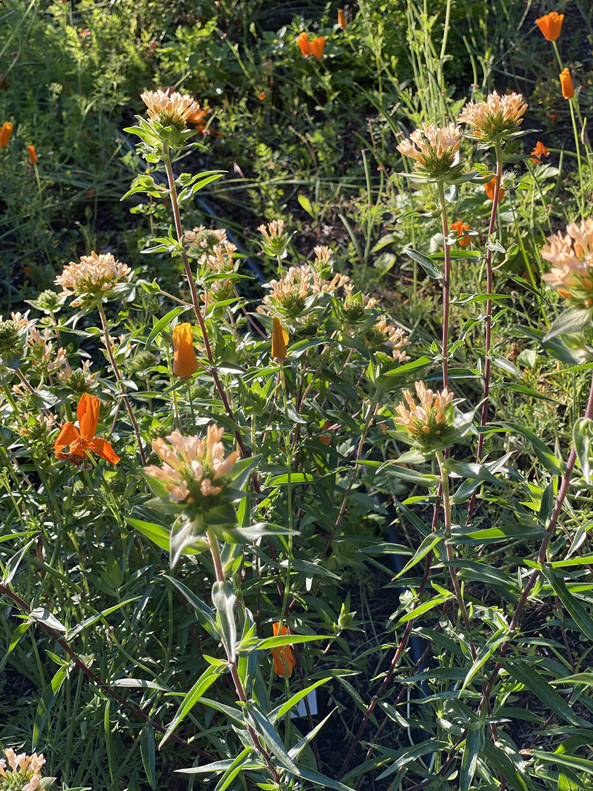 Unknown something peachy that bees really like