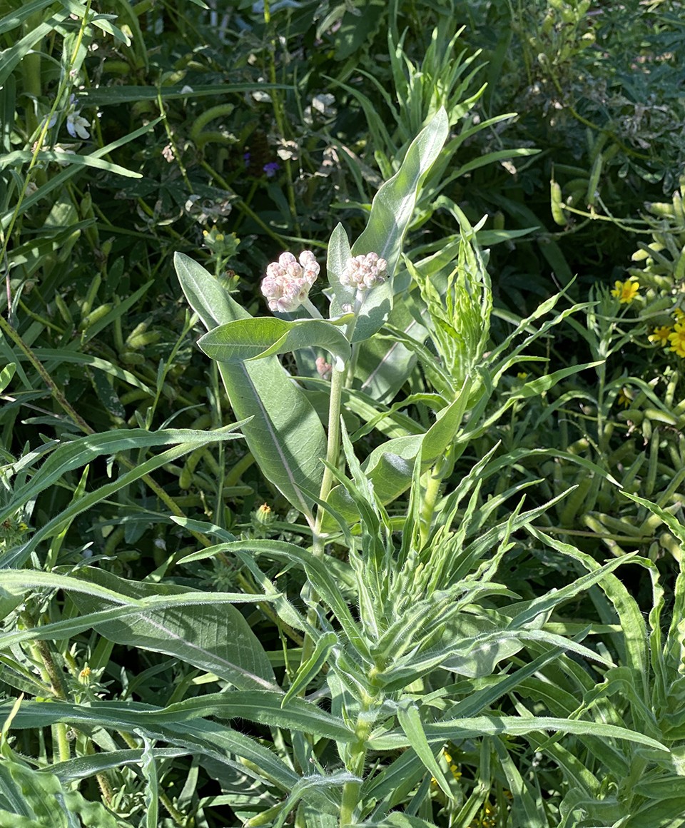 Now showy milkweed starts, much bigger than last year.  Hope the butterflies notice.