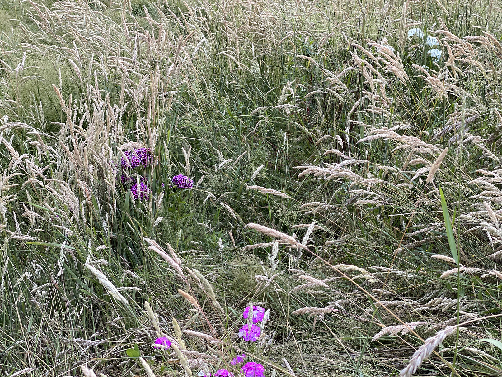 And the meadow creeps downhill... three different dianthus in the untended area.