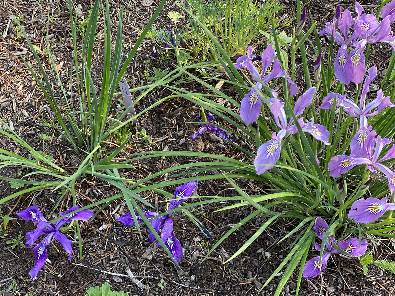 Irises in several colors — who knew?