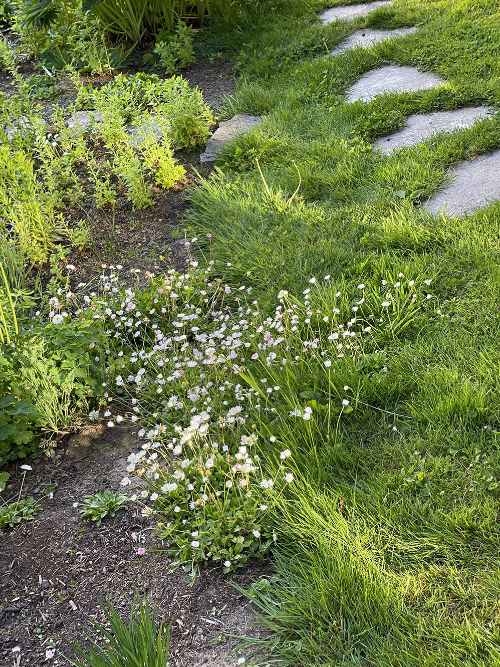 Lawn daisies volunteer a border