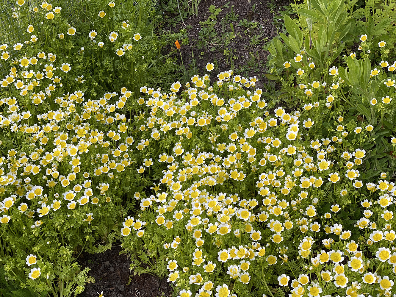 A whole drift of fried-egg flowers! (Seriously, what are these?)