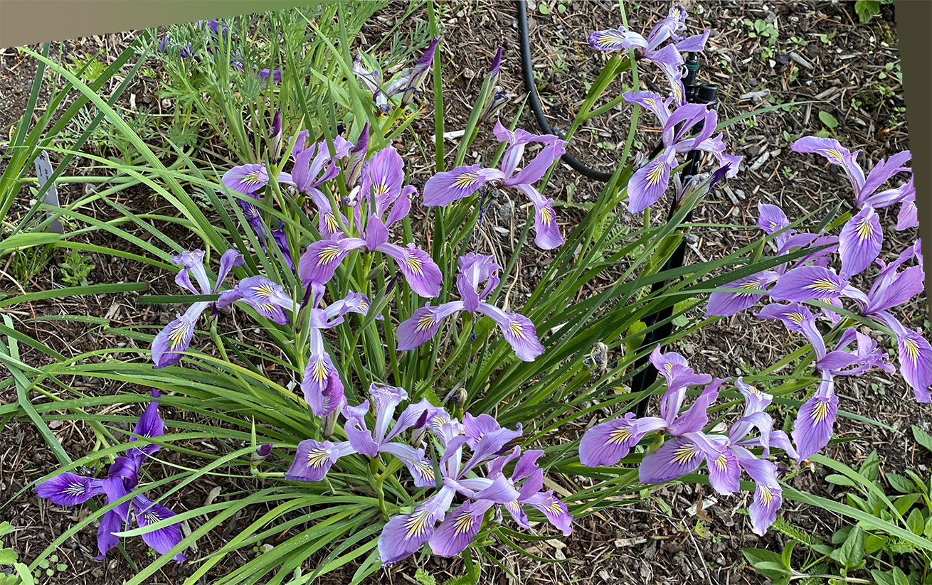 Irises in profusion
