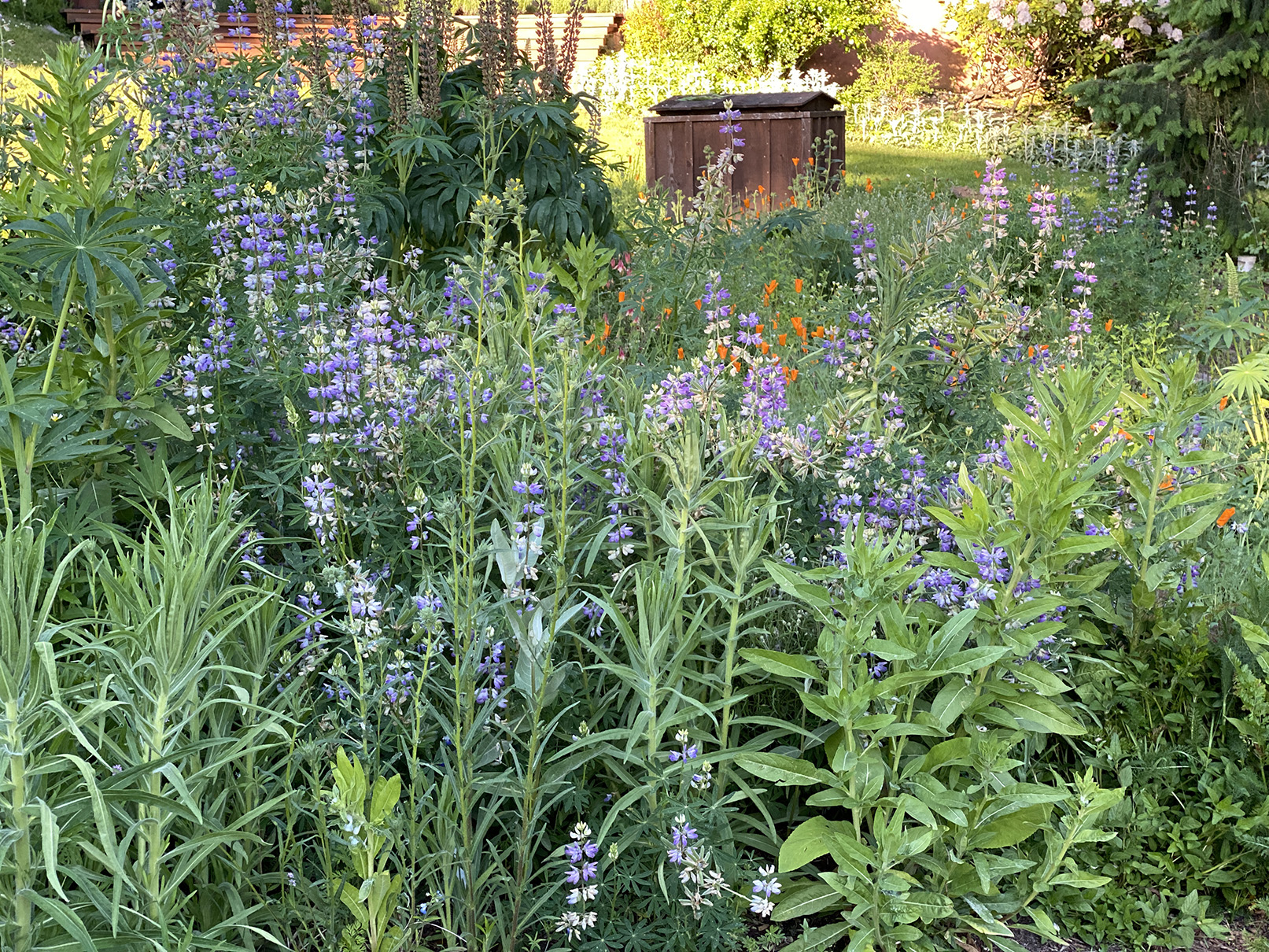 The lupine riot, with wellhouse