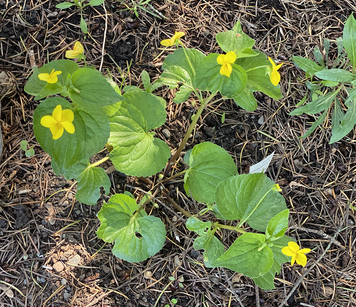 Happy stream violets all over the shady part