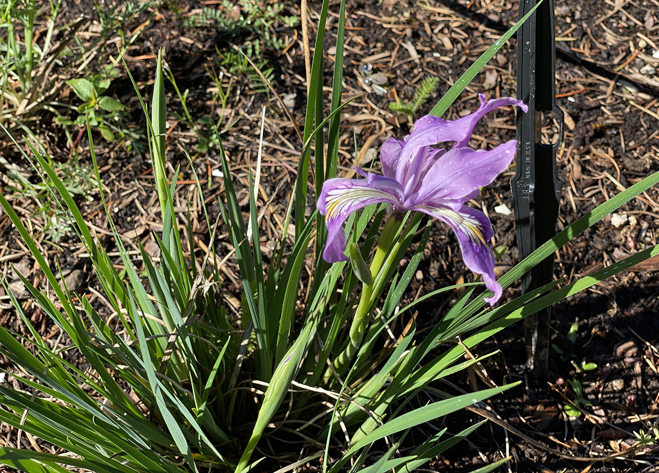 The first Oregon iris