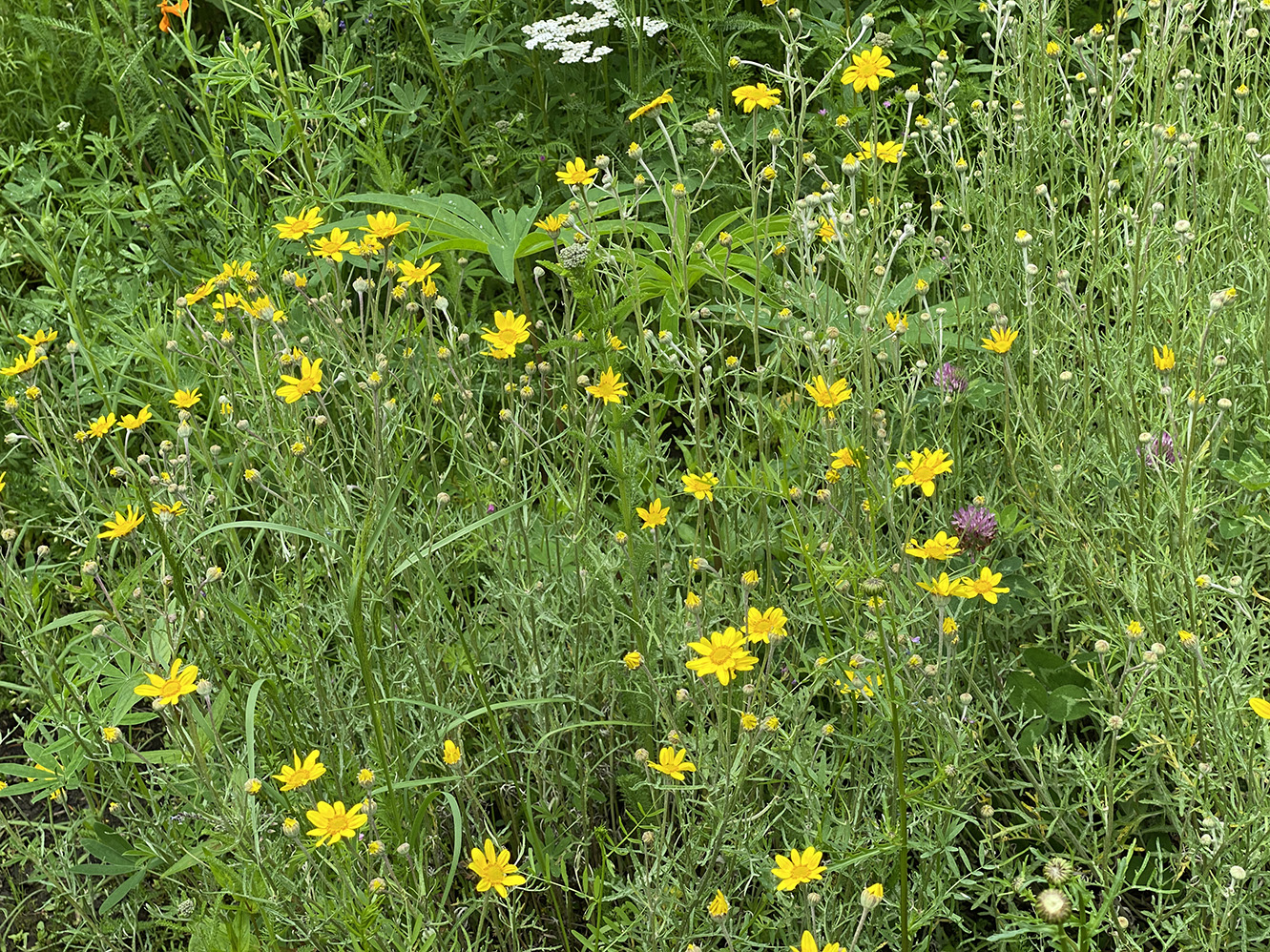 (Oregon) sunshine and clover