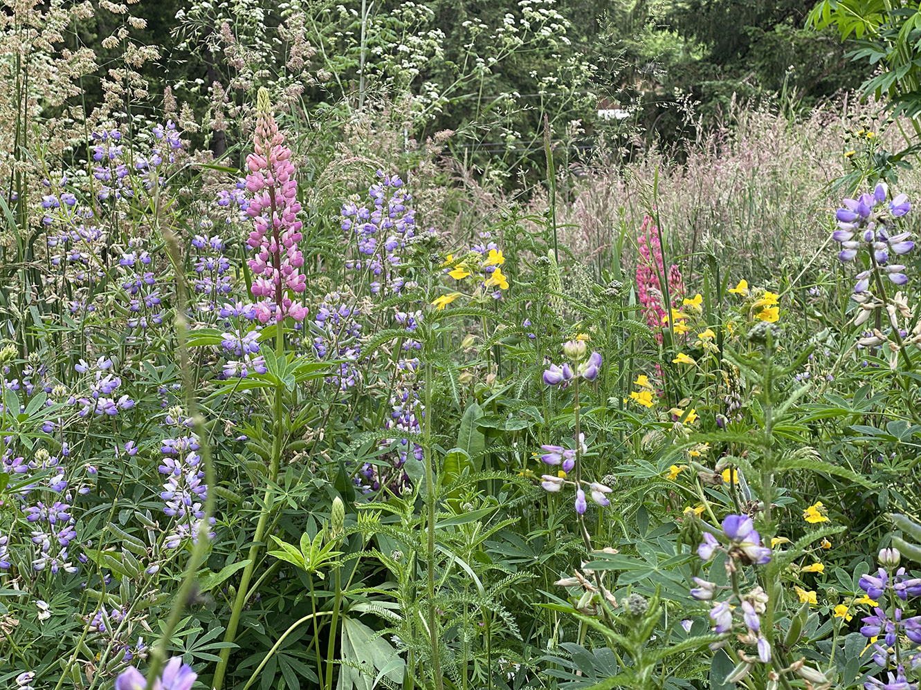 pink lupine hiding in back