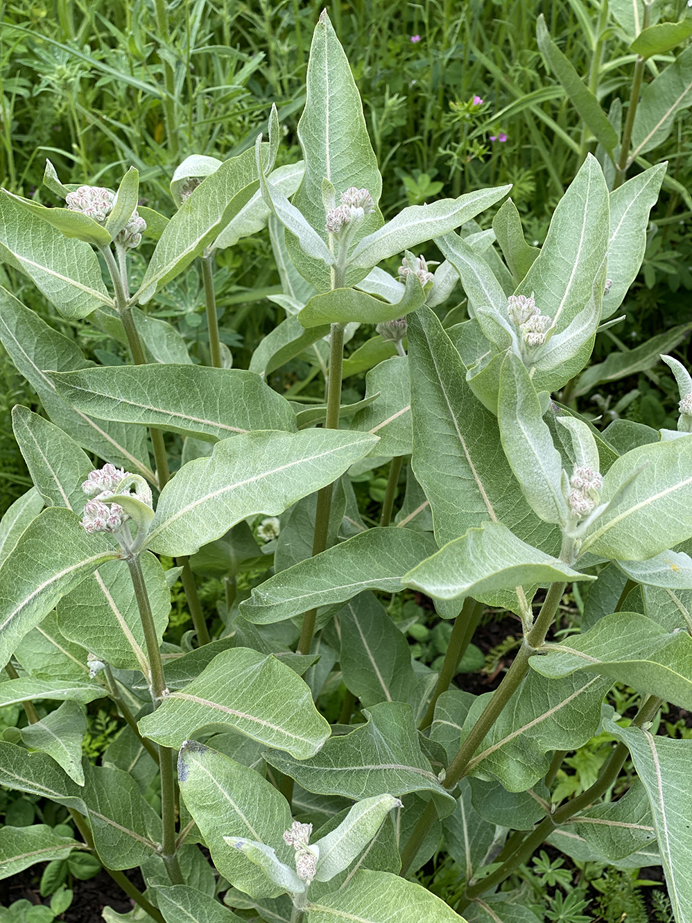 showy milkweed about to blossom