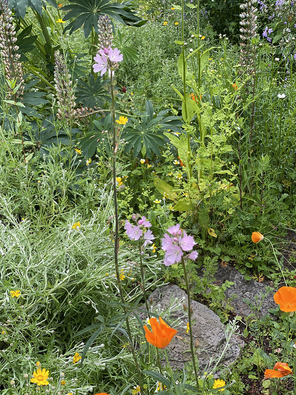 Dunno what these delightful pink things are.