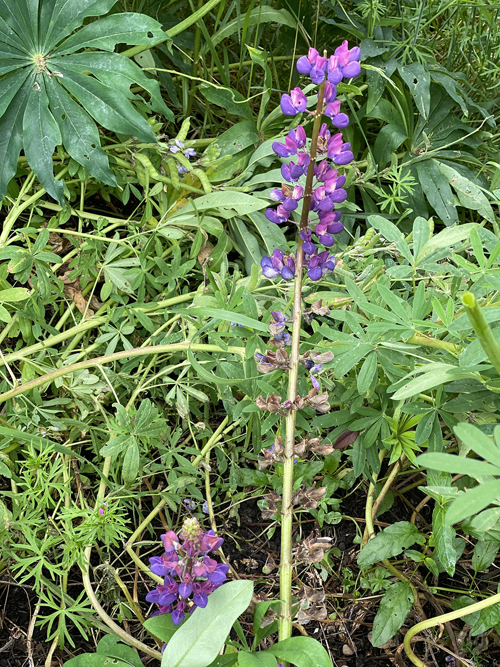 deep red-purple lupine hiding in back