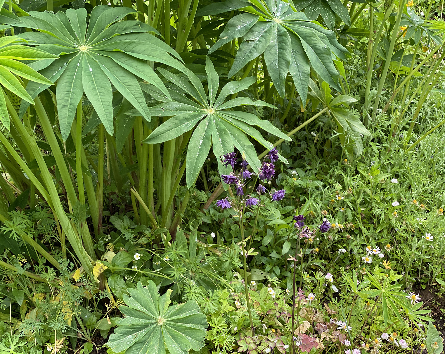 a frilly dark purple columbine under a lupine with leaves like sofa cushions