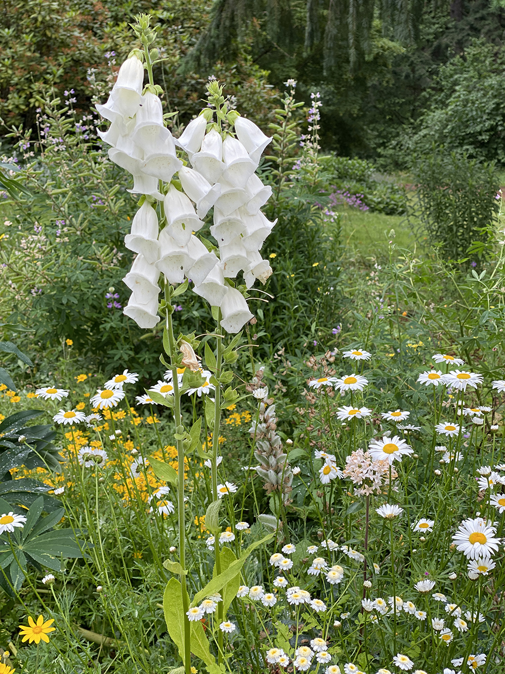 foxglove daisies and more