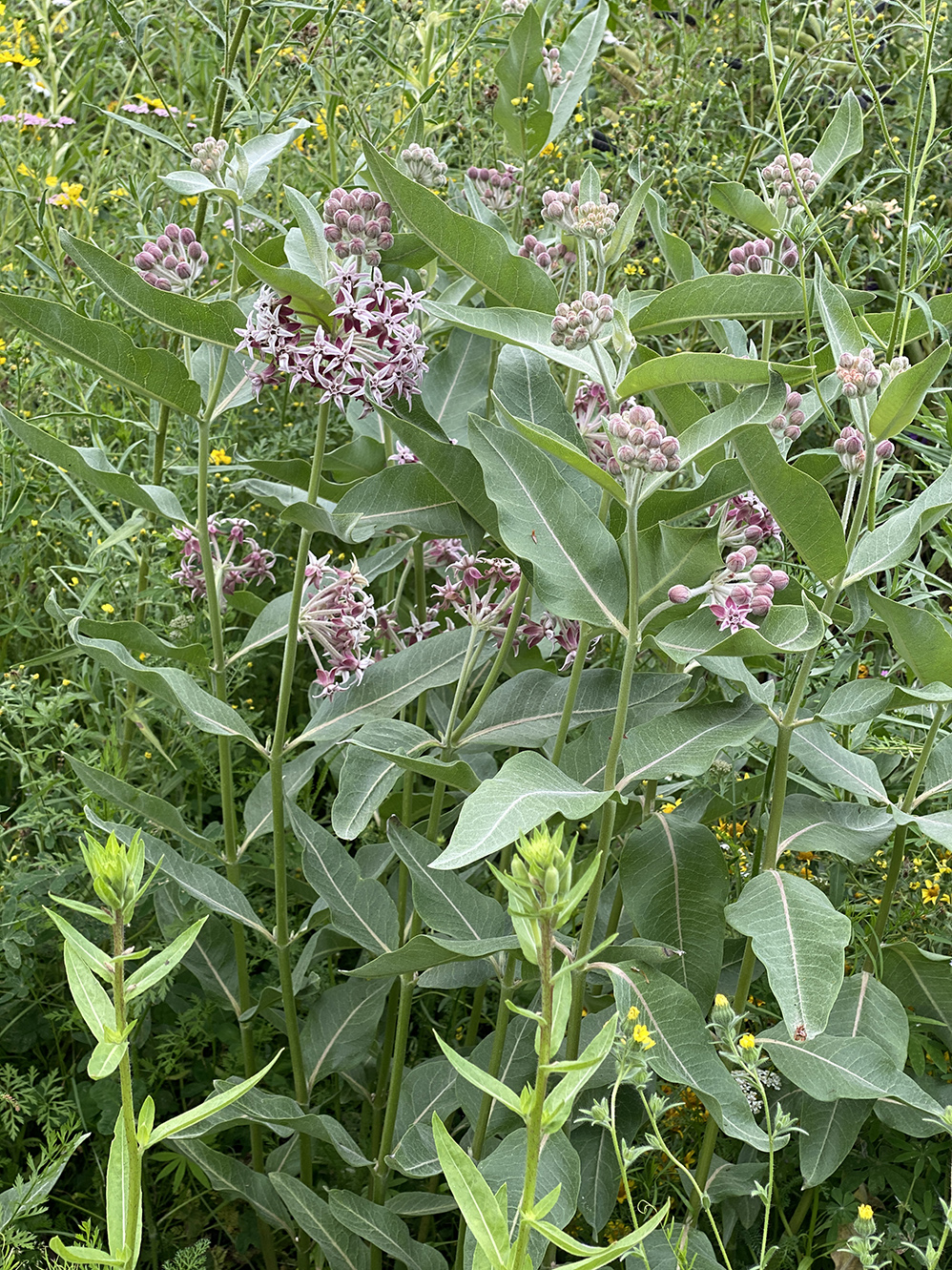 The showy milkweed finally comes on strong!