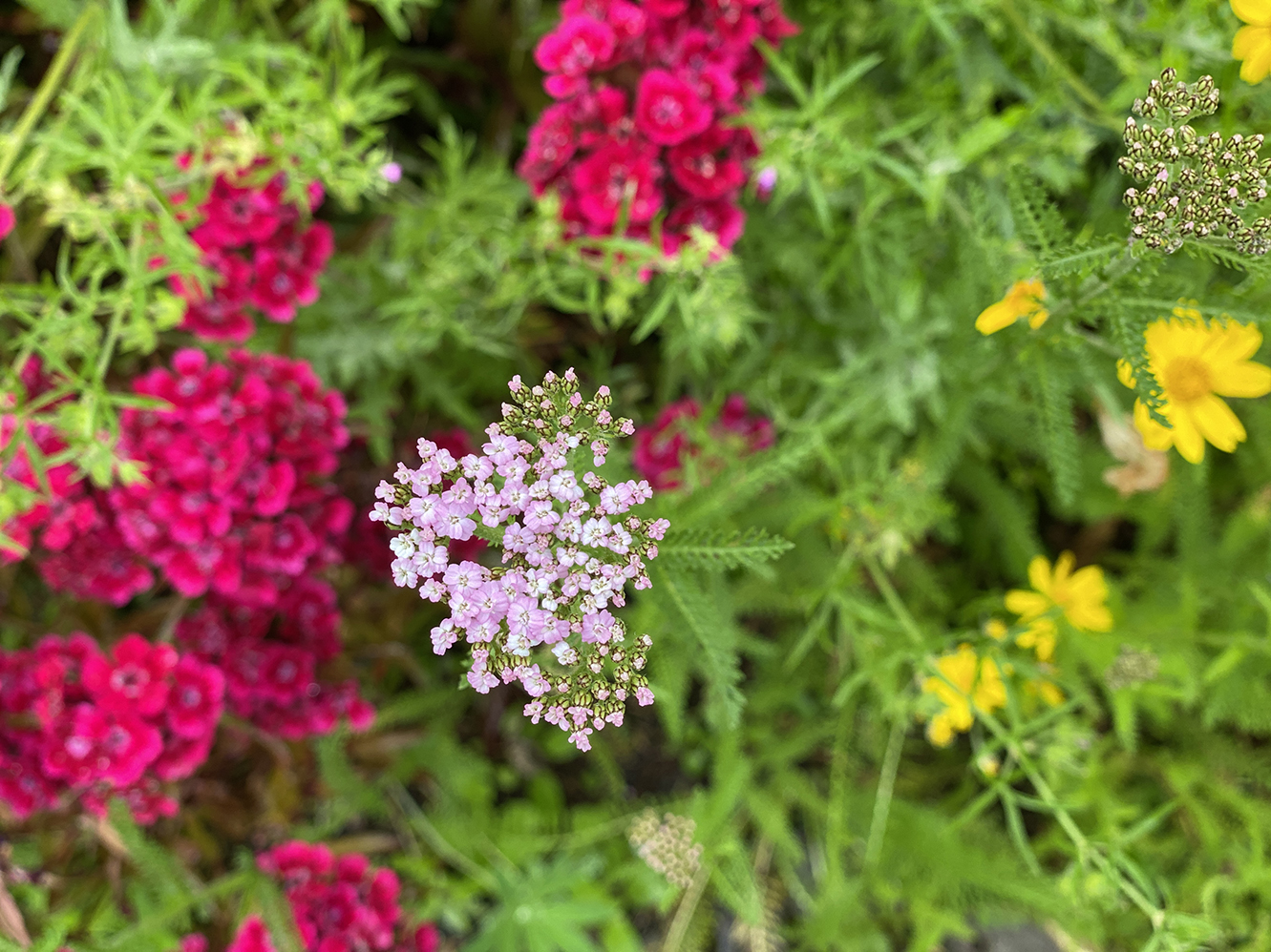 pink dianthus