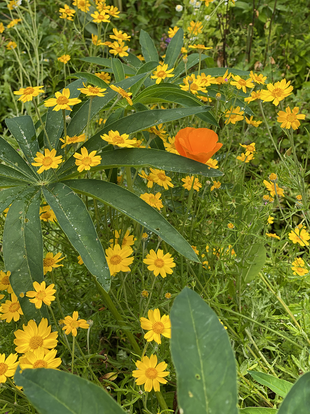 Oregon sunshine and California poppy