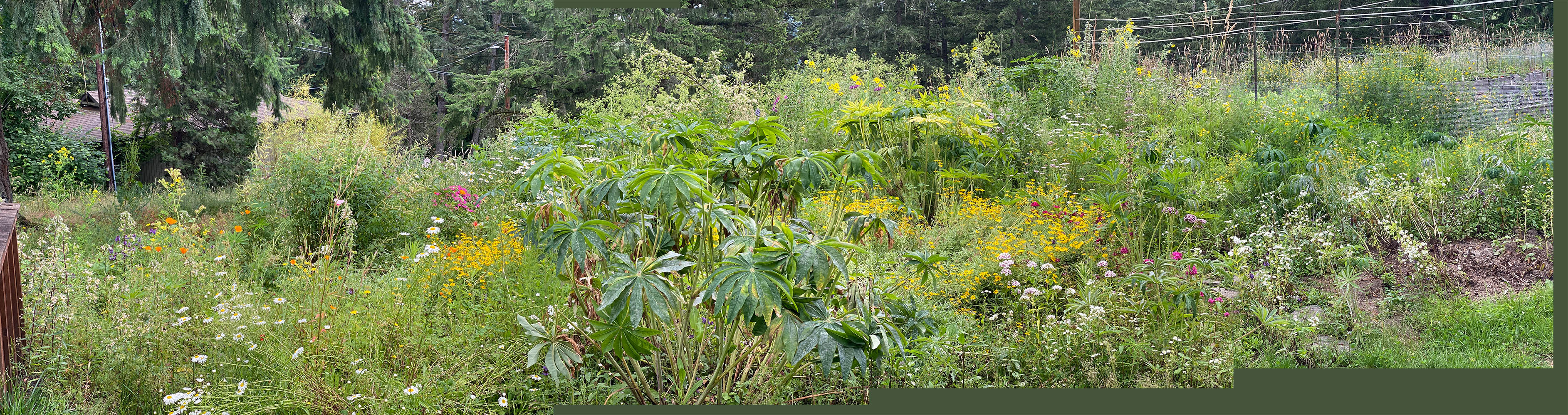 panorama of the whole jungle