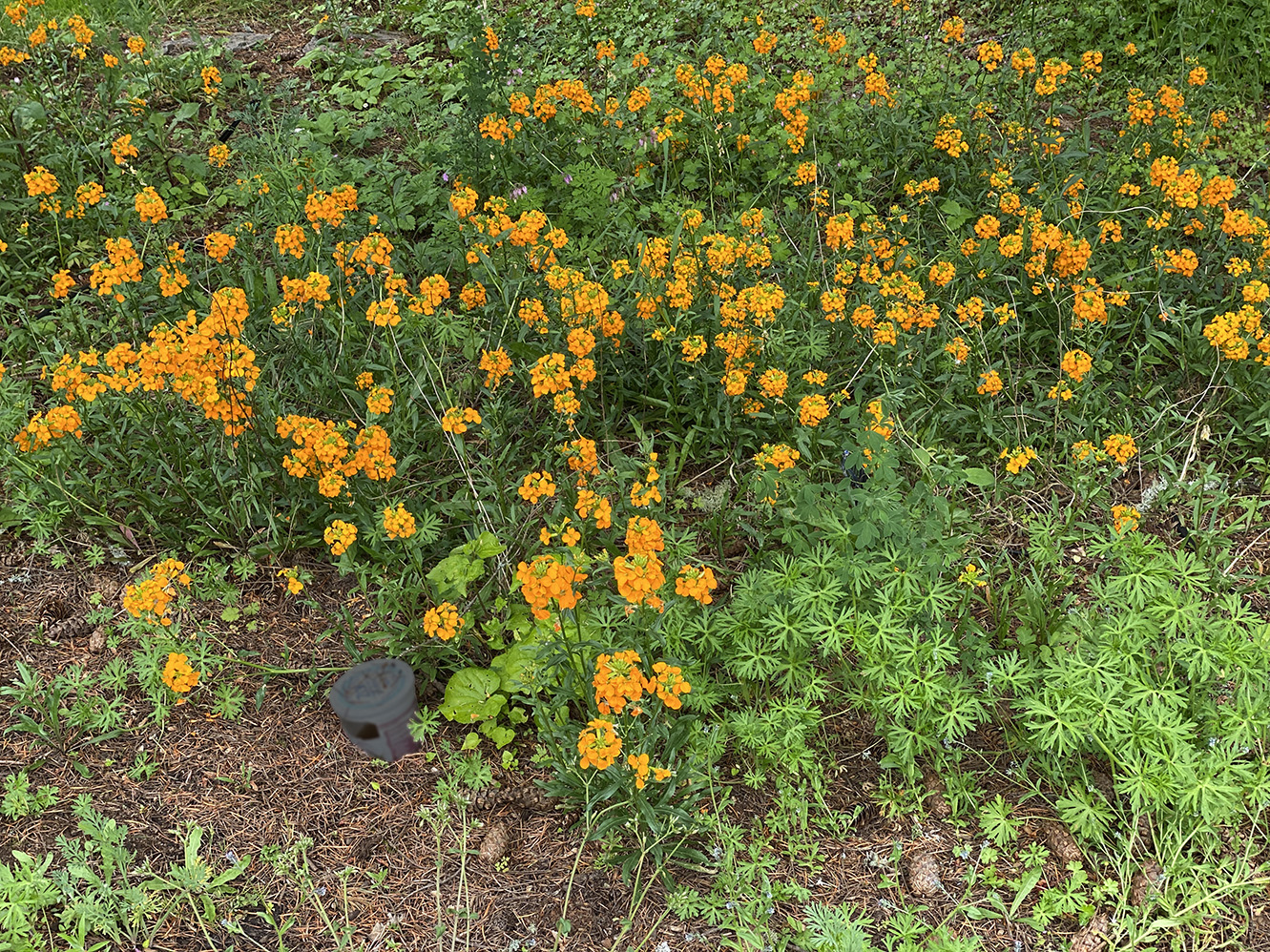 Not sure what these orange flowers are, but they like the shade.