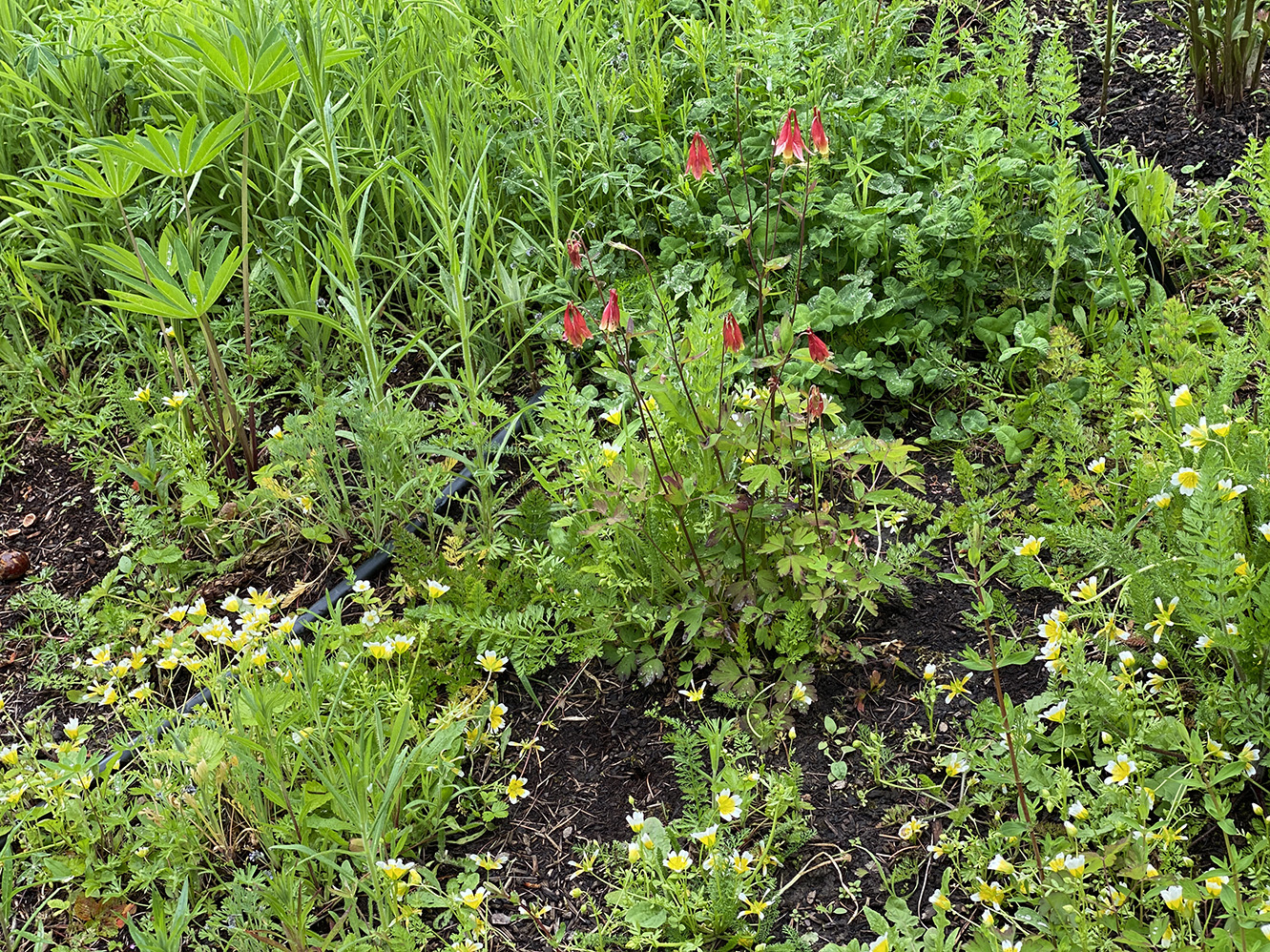 red columbine among the eggflowers
